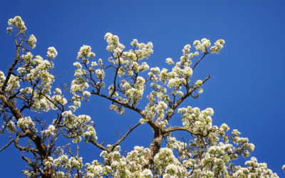 „Nur Natur“#3 – immer am Donnerstag