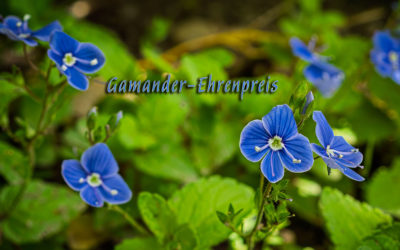 Foto der Woche: Gamander Ehrenpreis