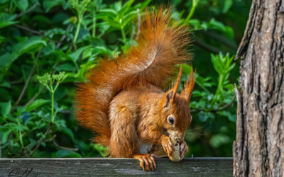 Endlich wieder Eichhörnchen *freu*