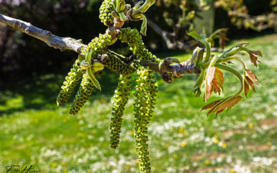Geburtstagswetter & Foto der Woche