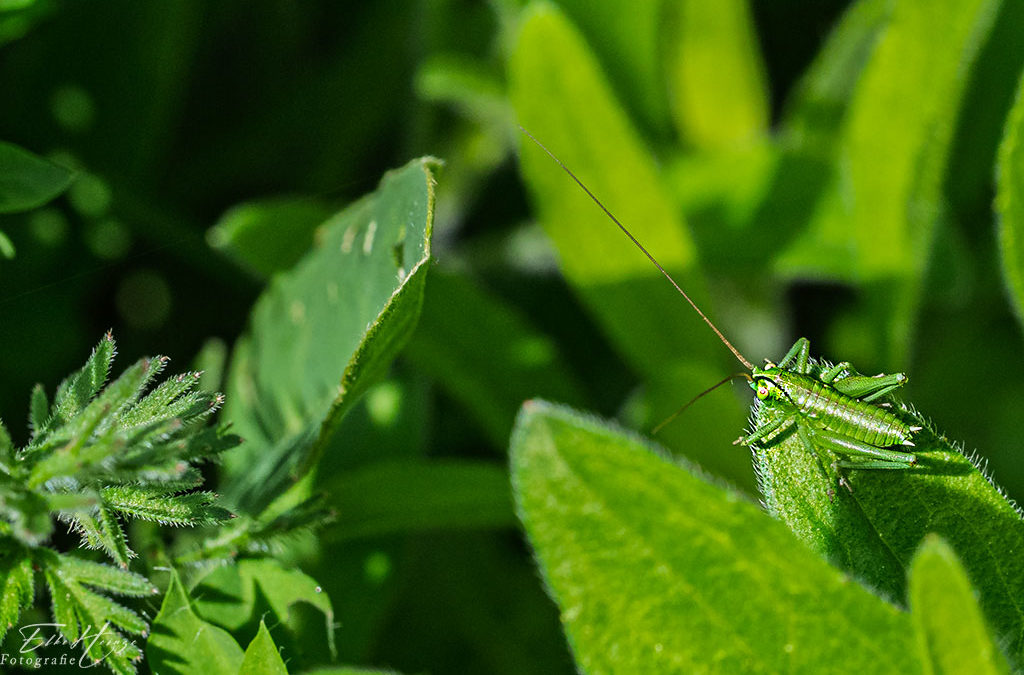 Mini-Hüpfer am bösen Berufkraut