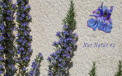 „Nur Natur“#2 – immer am Donnerstag
