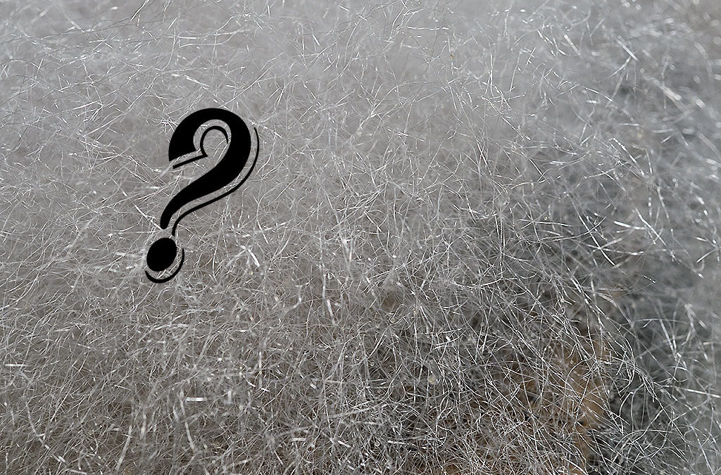 Auch Natur: Weißer Watte-Schimmel