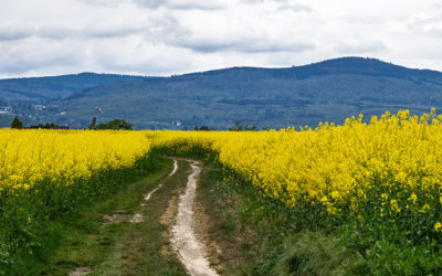 „Nur Natur“#5 – immer am Donnerstag