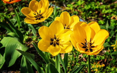 Ostern rückt näher . . .