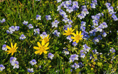 Blümchen, Federvieh und Schmetterlinge