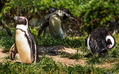 „Nur Natur“#9 – immer am Donnerstag