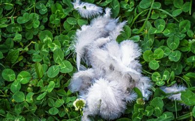 Fuchs, du hast die Taube gan(s)z gestohlen . . .