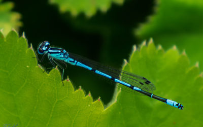 Die erste Blaue am Teich = Hufeisen-Azurjungfer