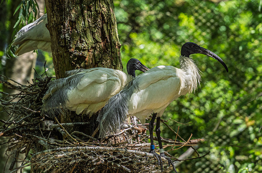 „Nur Natur“#9 – Teil 2
