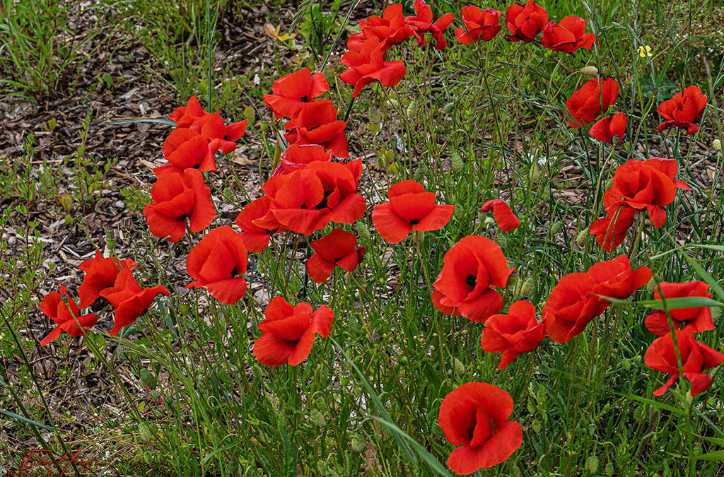 Blümchenfreitag in Rot und Blau