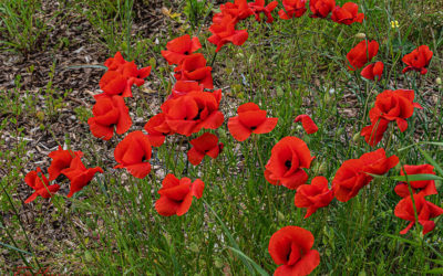 Blümchenfreitag in Rot und Blau