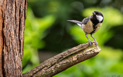 „Nur Natur“#7 – immer am Donnerstag