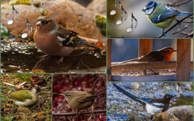 Vogelstimmen & Sonntagsfragen