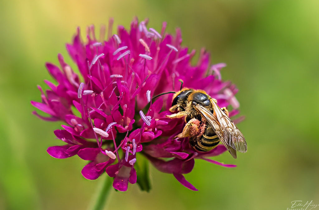 Wilde Blümchen – Wilde Bienen