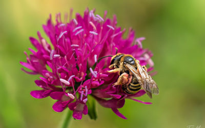 Wilde Blümchen – Wilde Bienen