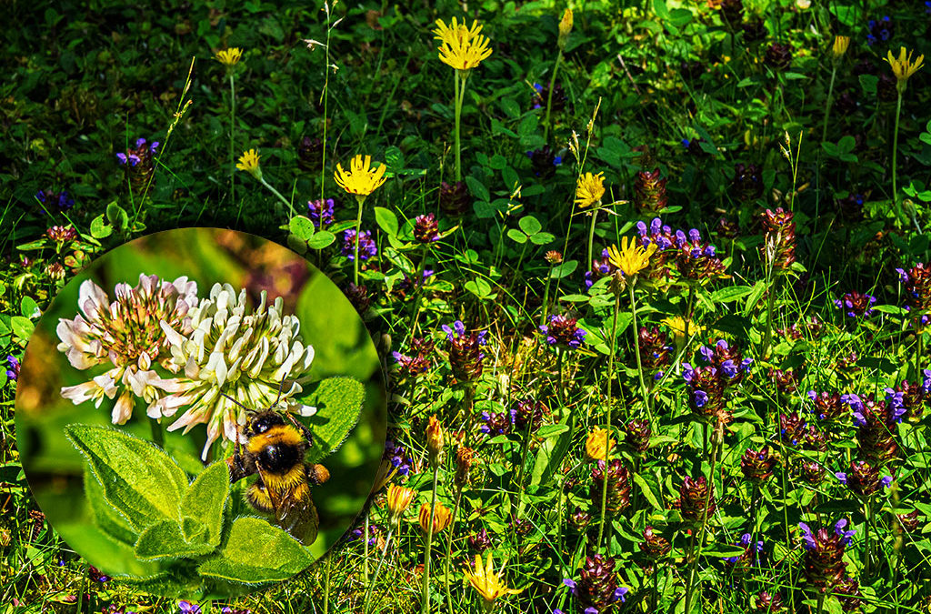 „Nur Natur“#12 – immer am Donnerstag