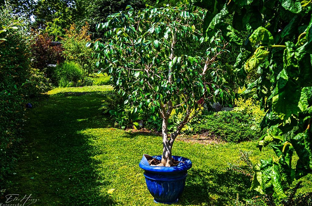 Ficus-Rettung?