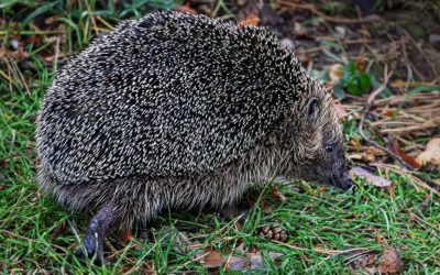 Igelbesuch am frühen Abend