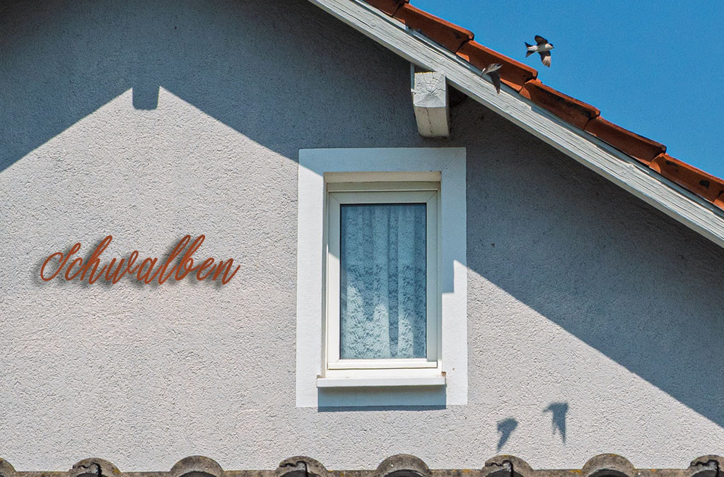 Selten genug – Schwalben