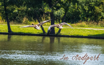 Es stinkt im Stadtpark