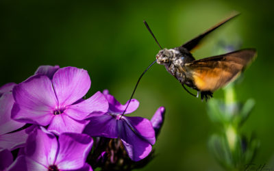 „Nur Natur“#13 – immer am Donnerstag