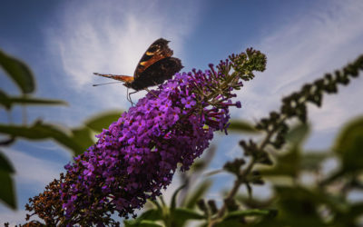 „Nur Natur“#17 – immer am Donnerstag
