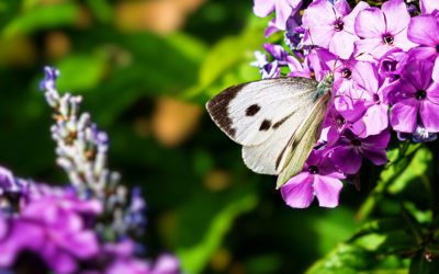 „Nur Natur“#16 – immer am Donnerstag