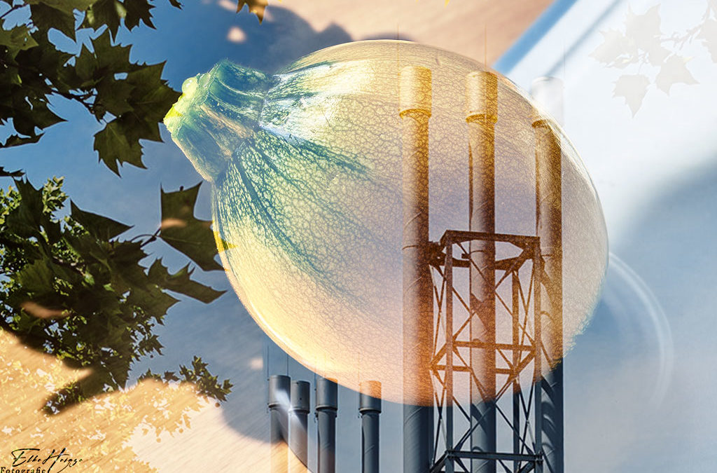 OPaDiBaW #10 & Bild der Woche