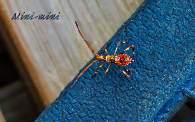 „Nur Natur“#15 – immer am Donnerstag