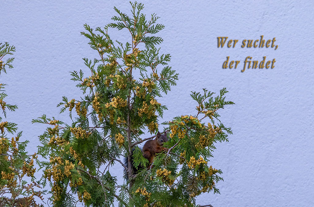 Abendfotos – meist zu dunkel & zu weit weg