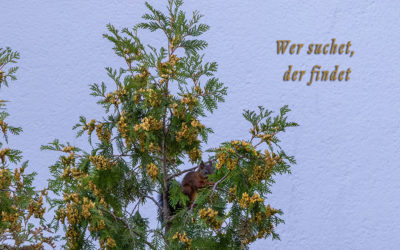 Abendfotos – meist zu dunkel & zu weit weg