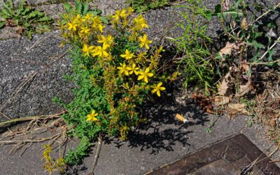 „Nur Natur“#21 – immer am Donnerstag