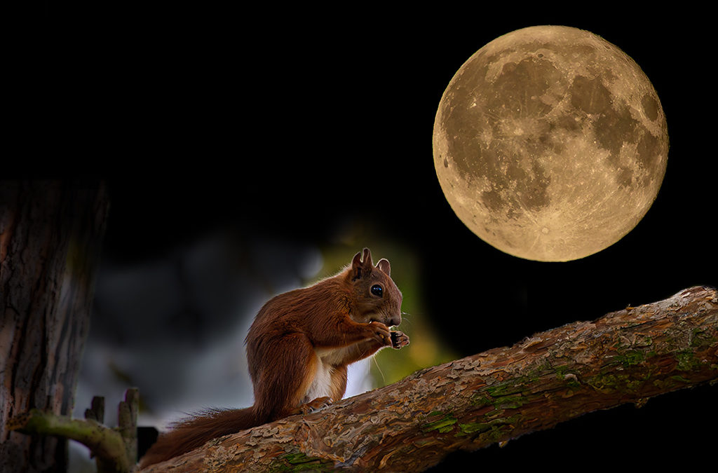 Vollmond & Sternschnuppen