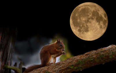 Vollmond & Sternschnuppen