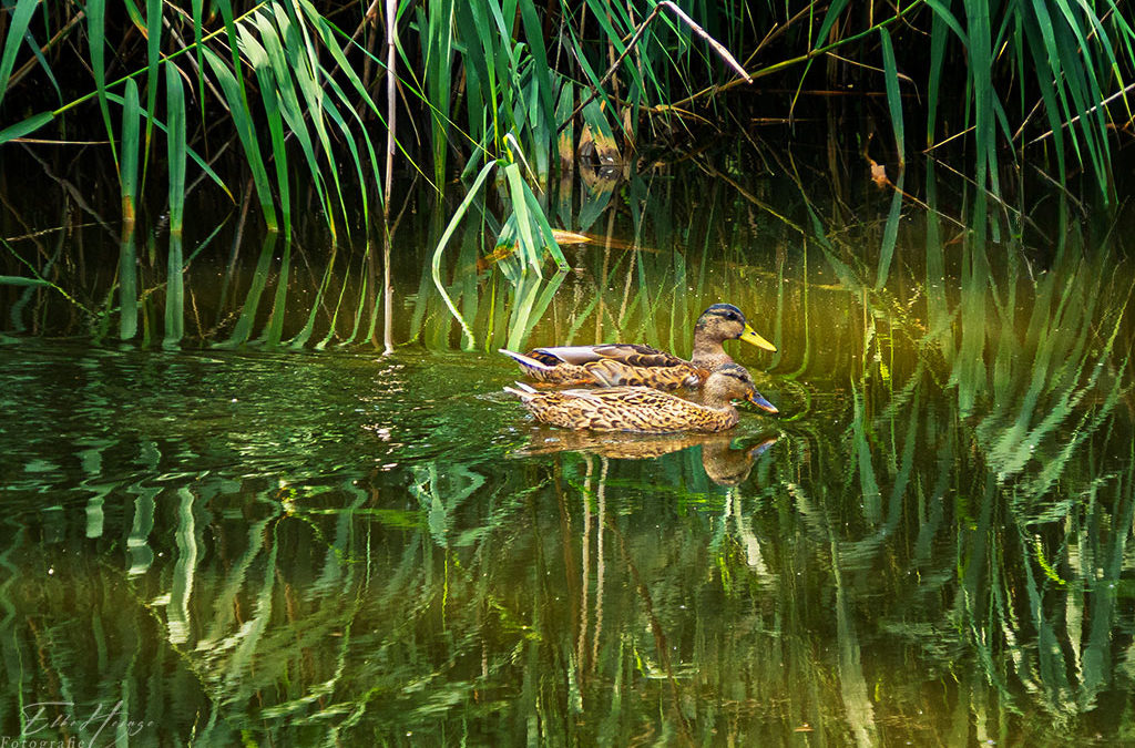 „Nur Natur“#20 – immer am Donnerstag