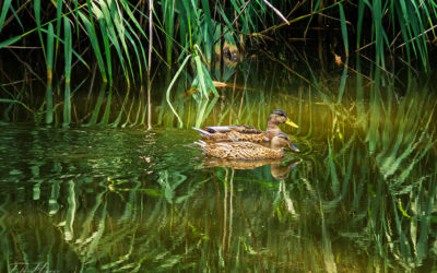 „Nur Natur“#20 – immer am Donnerstag