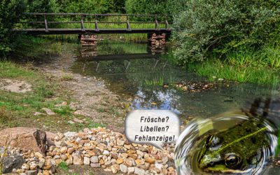 Es dümpelt der Tümpel so vor sich hin