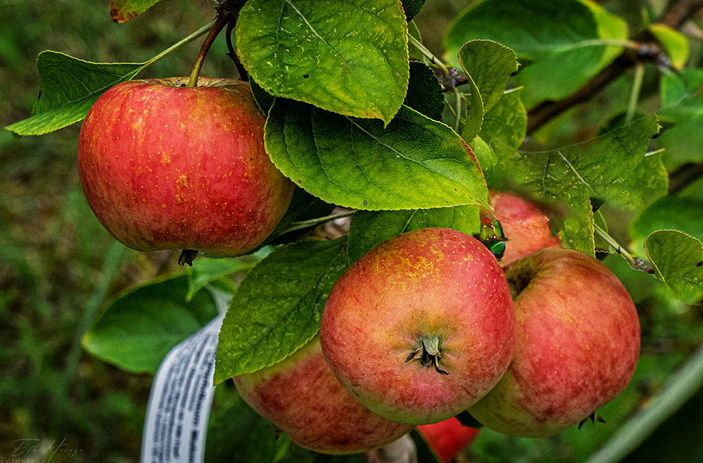 „Nur Natur“#25 – immer am Donnerstag