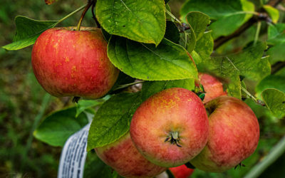 „Nur Natur“#25 – immer am Donnerstag