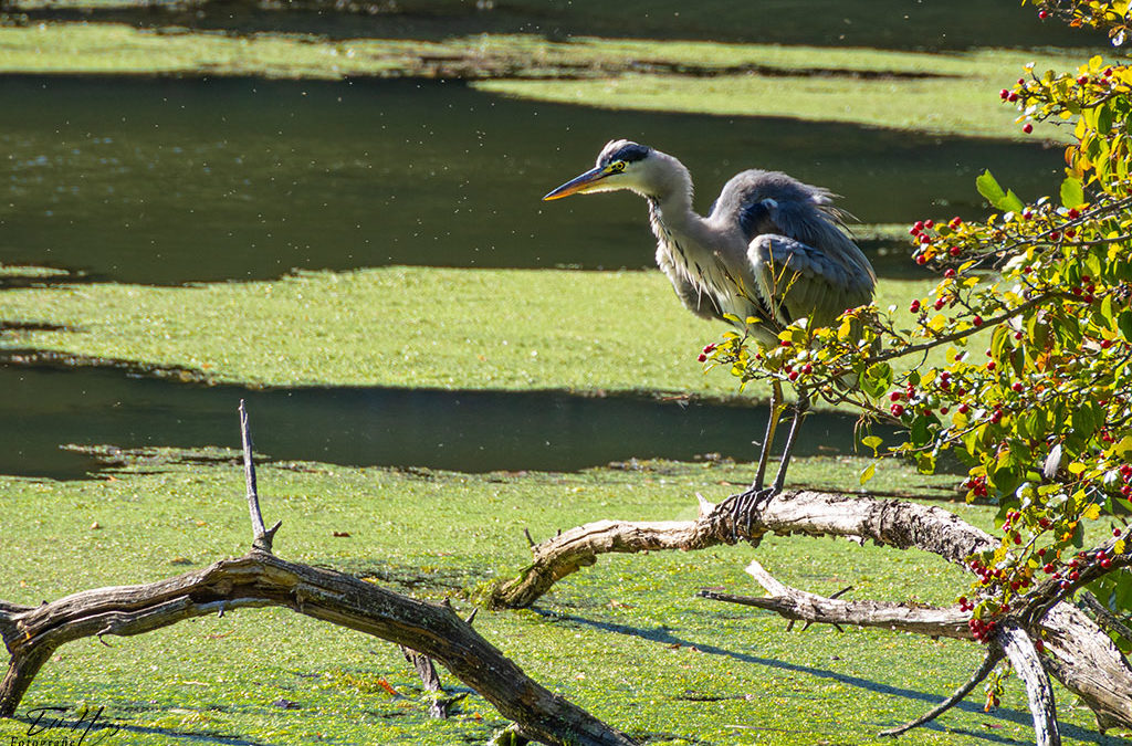 „Nur Natur“#27 – immer am Donnerstag