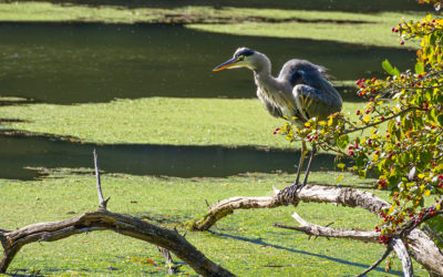„Nur Natur“#27 – immer am Donnerstag