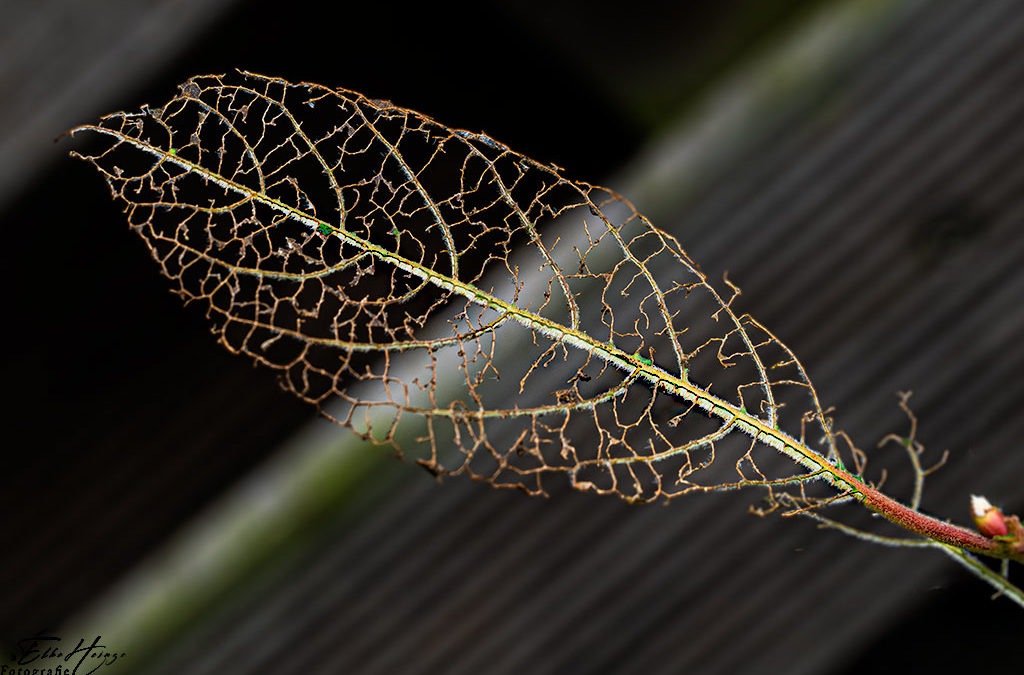 „Nur Natur“#29 – immer am Donnerstag