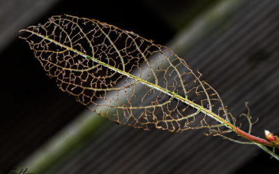 „Nur Natur“#29 – immer am Donnerstag