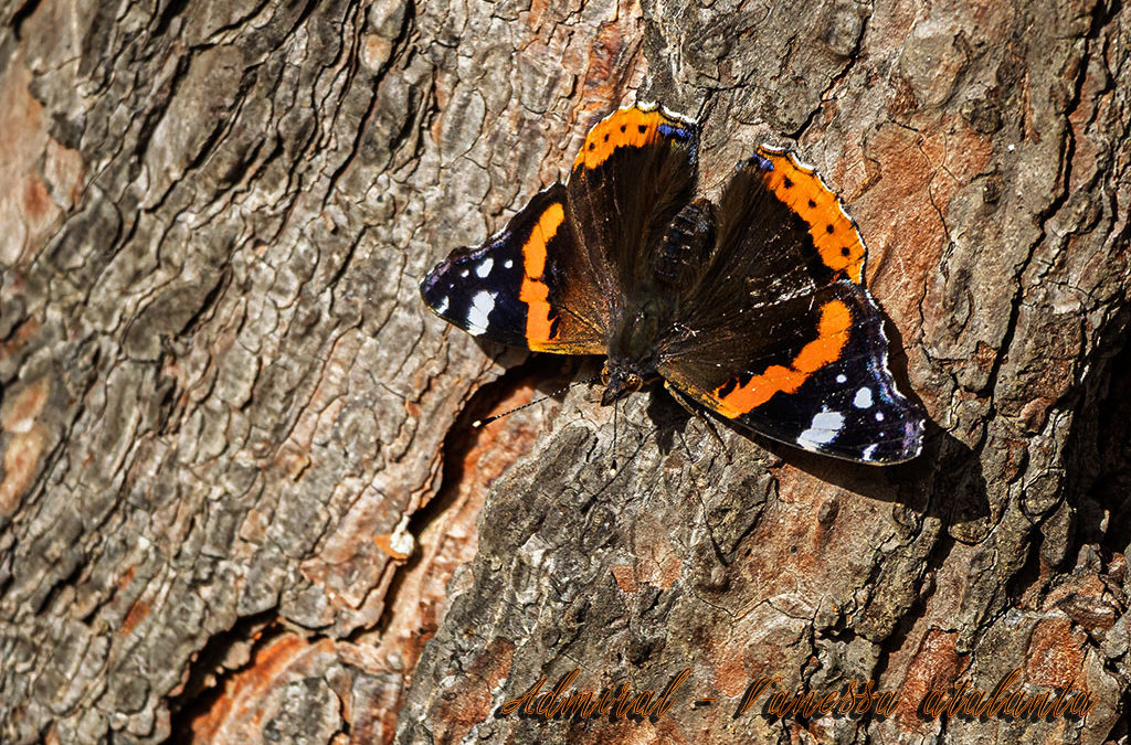 „Nur Natur“#32 – immer am Donnerstag