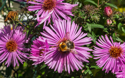 „Nur Natur“#28 – immer am Donnerstag