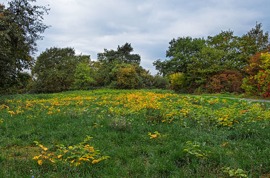 Auch ohne Sonne: Herbstfeuerfarben