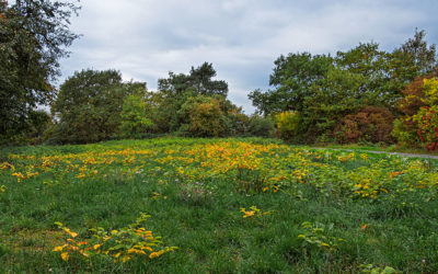 Auch ohne Sonne: Herbstfeuerfarben