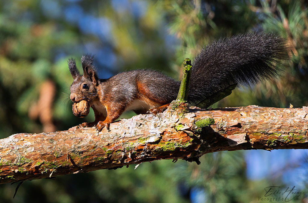 Eichhörnchen und doch wieder Garten