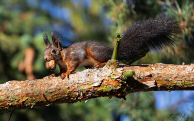 Eichhörnchen und doch wieder Garten
